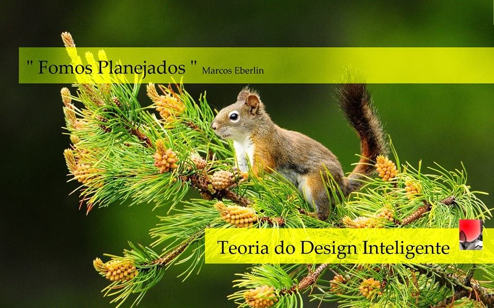O Status da TDI no Brasil » Portal TDI Brasil